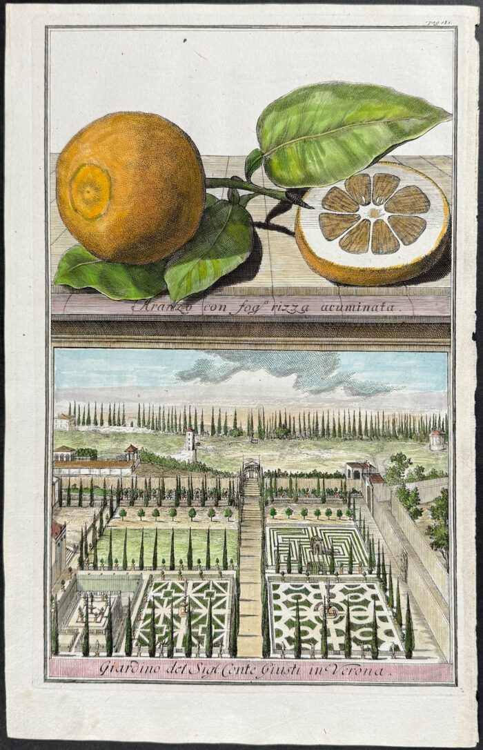 Orange - Aranzo con fog rizza acuminta
