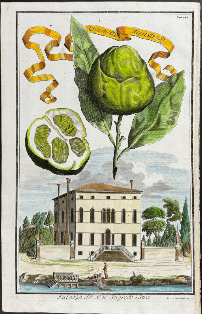 Citrus - Bergamotto monstroso