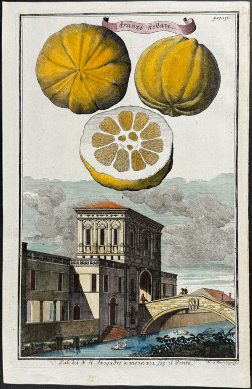 Orange - Aranzi stellita