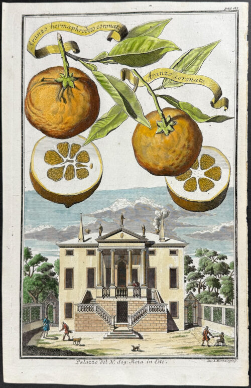 Orange - Aranzo hermaphrodito coronato & Aranzo coronato