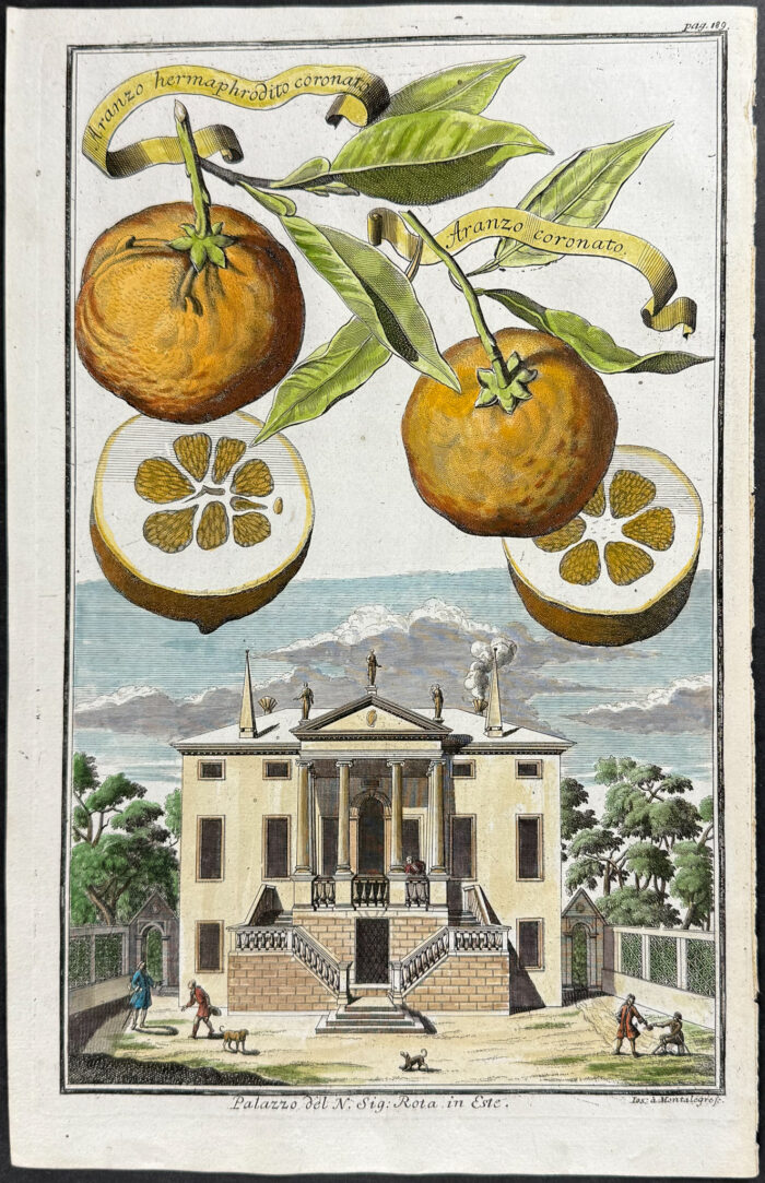 Orange - Aranzo hermaphrodito coronato & Aranzo coronato