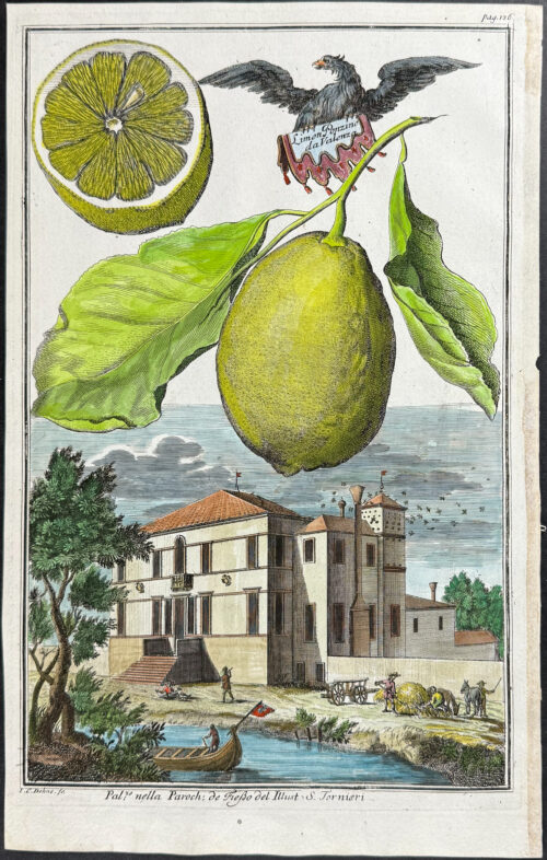 Lemon - Limon Ponzino da Valemza