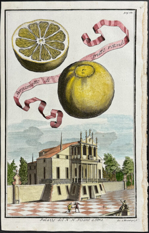 Citrus - Bergamotto di frutto rorondo