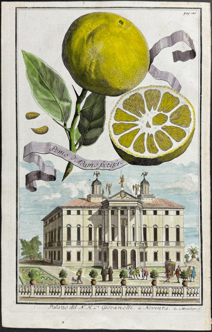 Citrus - Pomo d'Adamo foetifero