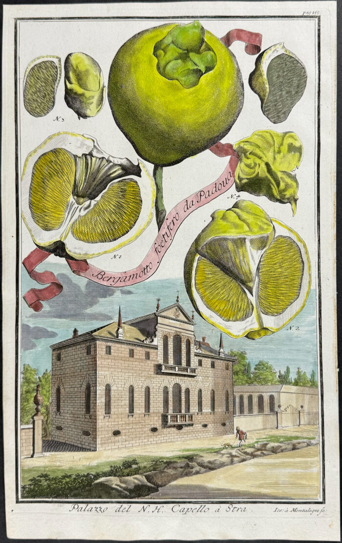 Citrus - Bergamotto foetifero da Padoua