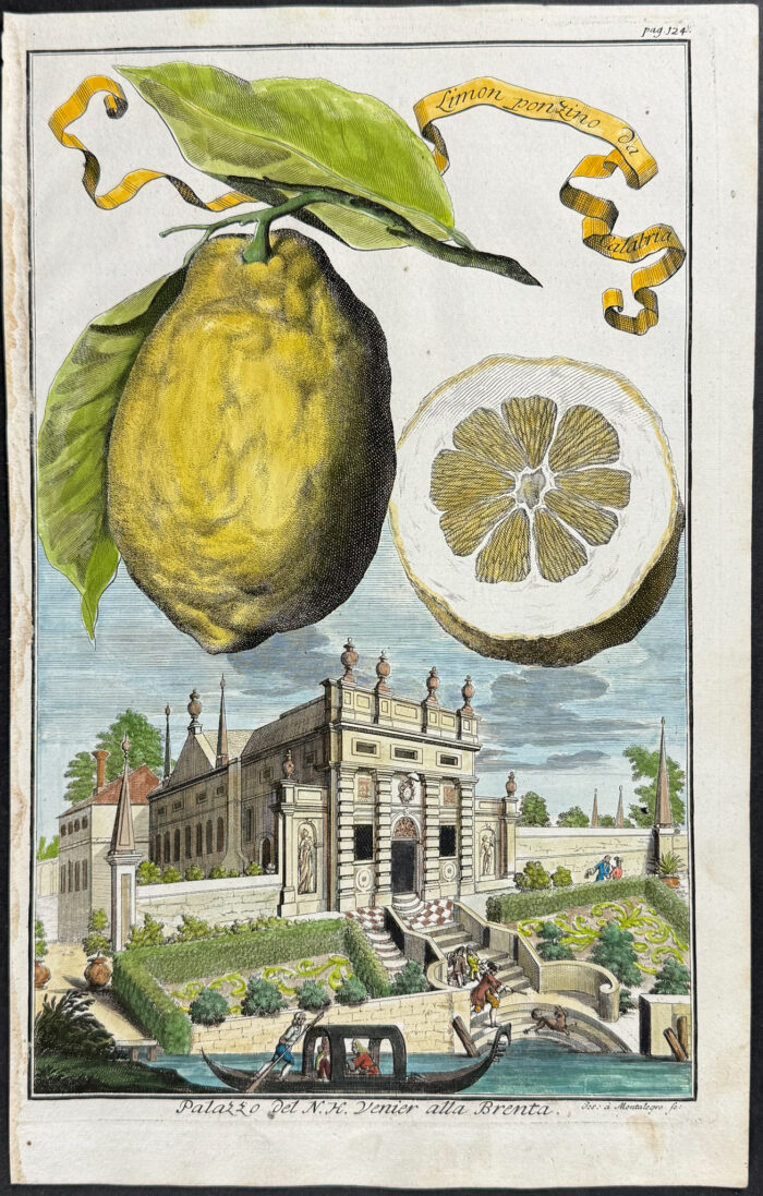 Lemon - Limon Ponzino da Catabria