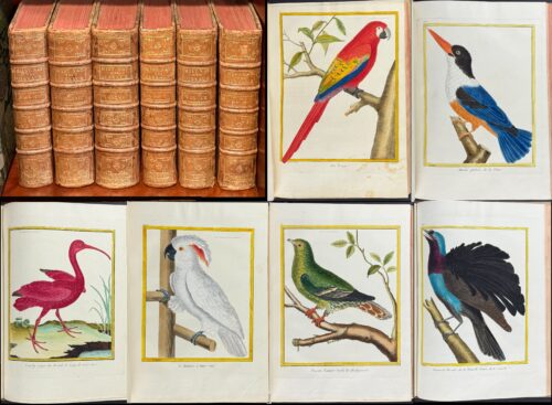 Martinet & Buffon's Histoire Naturelle des Oiseaux - 10 Volumes with 973 Originally Hand-colored Bird Engravings & Text