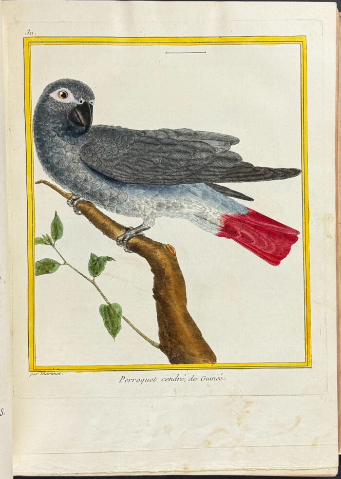 Martinet & Buffon's Histoire Naturelle des Oiseaux - 10 Volumes with 973 Originally Hand-colored Bird Engravings & Text - Image 8