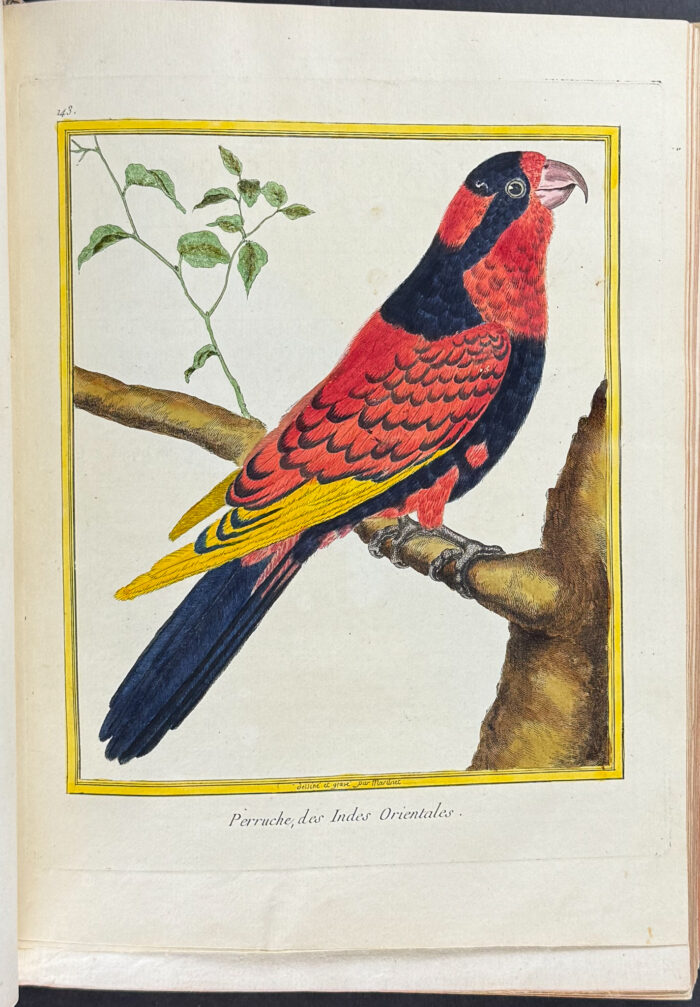 Martinet & Buffon's Histoire Naturelle des Oiseaux - 10 Volumes with 973 Originally Hand-colored Bird Engravings & Text - Image 9