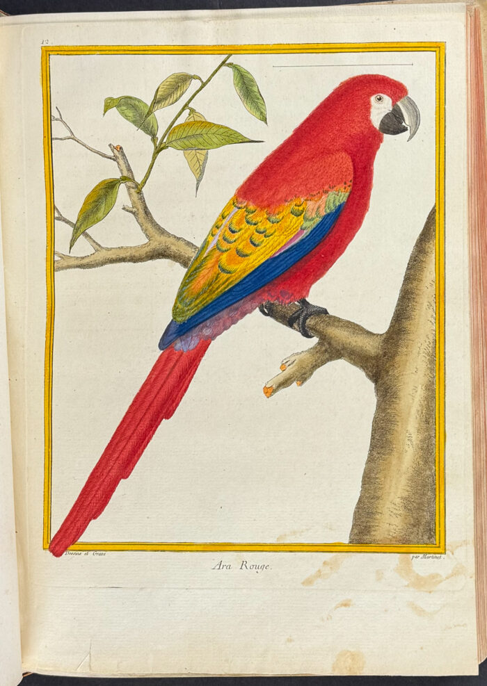 Martinet & Buffon's Histoire Naturelle des Oiseaux - 10 Volumes with 973 Originally Hand-colored Bird Engravings & Text - Image 10