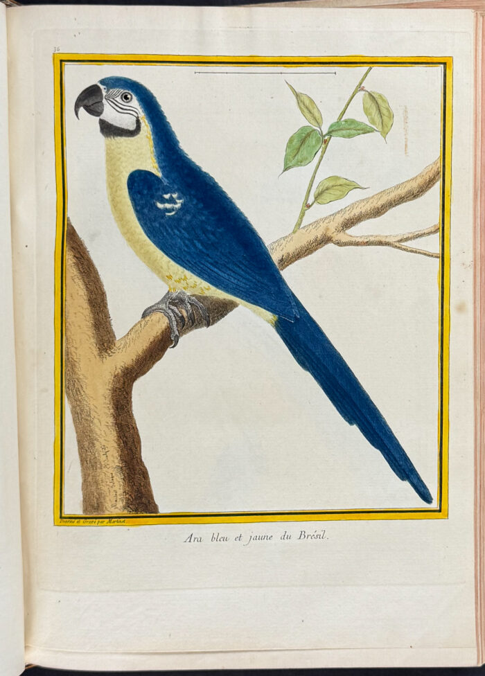 Martinet & Buffon's Histoire Naturelle des Oiseaux - 10 Volumes with 973 Originally Hand-colored Bird Engravings & Text - Image 11