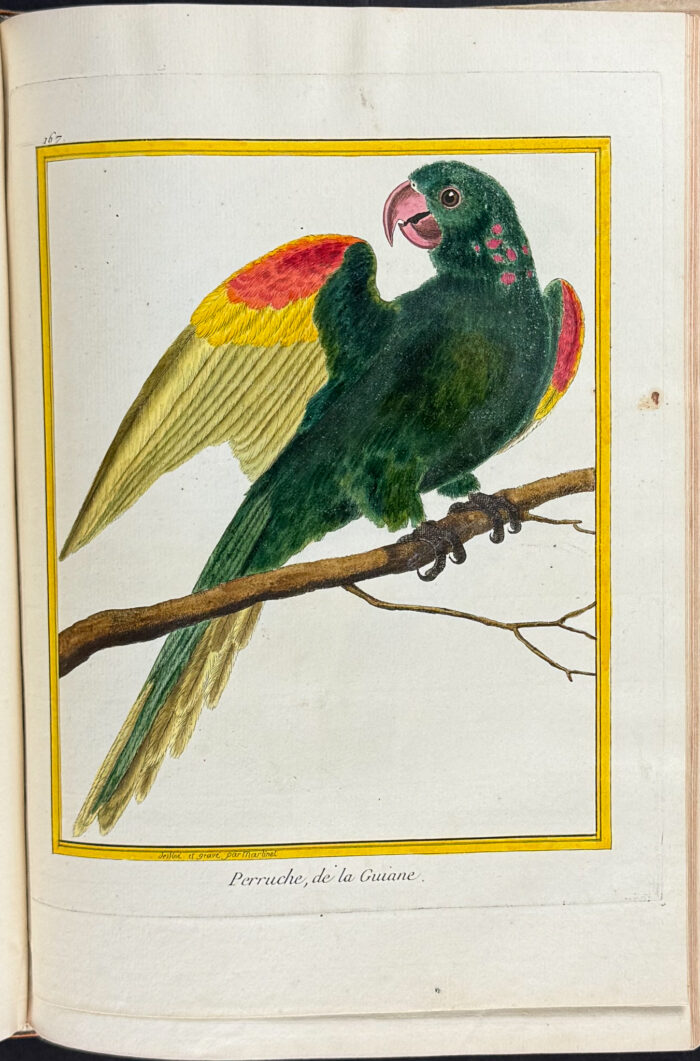 Martinet & Buffon's Histoire Naturelle des Oiseaux - 10 Volumes with 973 Originally Hand-colored Bird Engravings & Text - Image 12