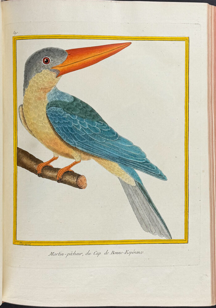 Martinet & Buffon's Histoire Naturelle des Oiseaux - 10 Volumes with 973 Originally Hand-colored Bird Engravings & Text - Image 13