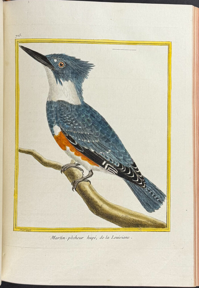 Martinet & Buffon's Histoire Naturelle des Oiseaux - 10 Volumes with 973 Originally Hand-colored Bird Engravings & Text - Image 14