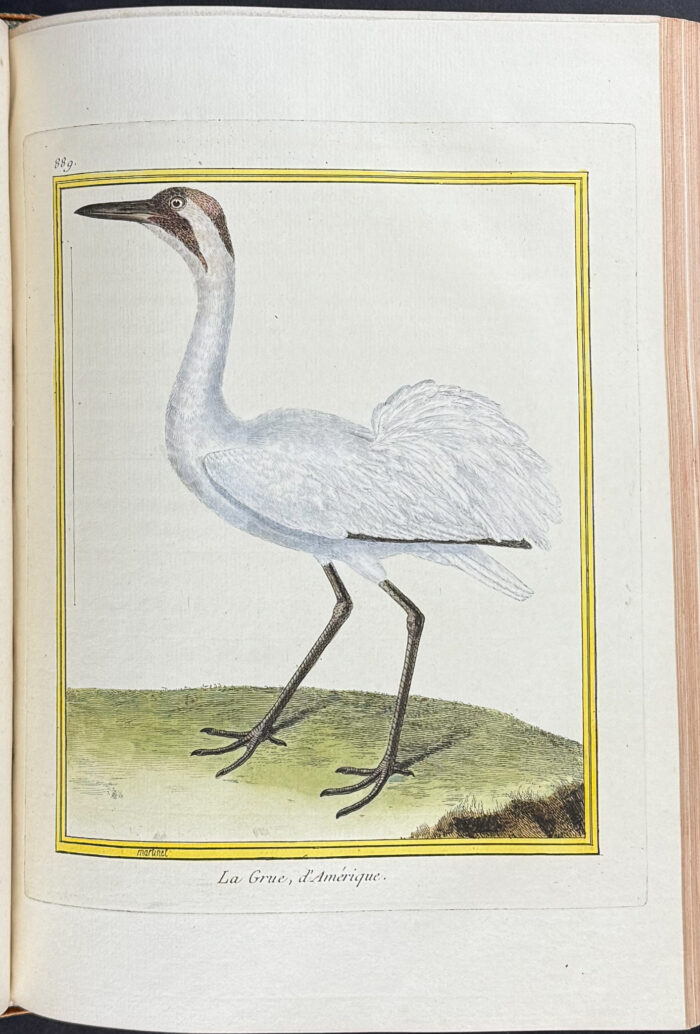Martinet & Buffon's Histoire Naturelle des Oiseaux - 10 Volumes with 973 Originally Hand-colored Bird Engravings & Text - Image 15