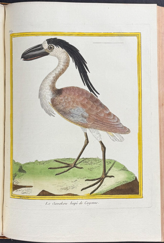 Martinet & Buffon's Histoire Naturelle des Oiseaux - 10 Volumes with 973 Originally Hand-colored Bird Engravings & Text - Image 16