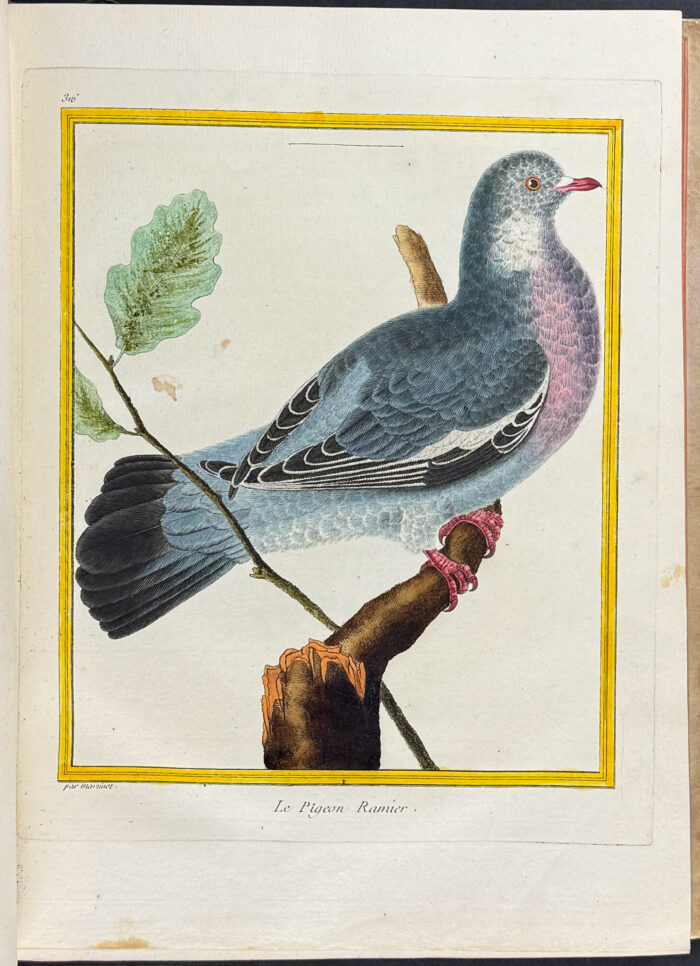 Martinet & Buffon's Histoire Naturelle des Oiseaux - 10 Volumes with 973 Originally Hand-colored Bird Engravings & Text - Image 17
