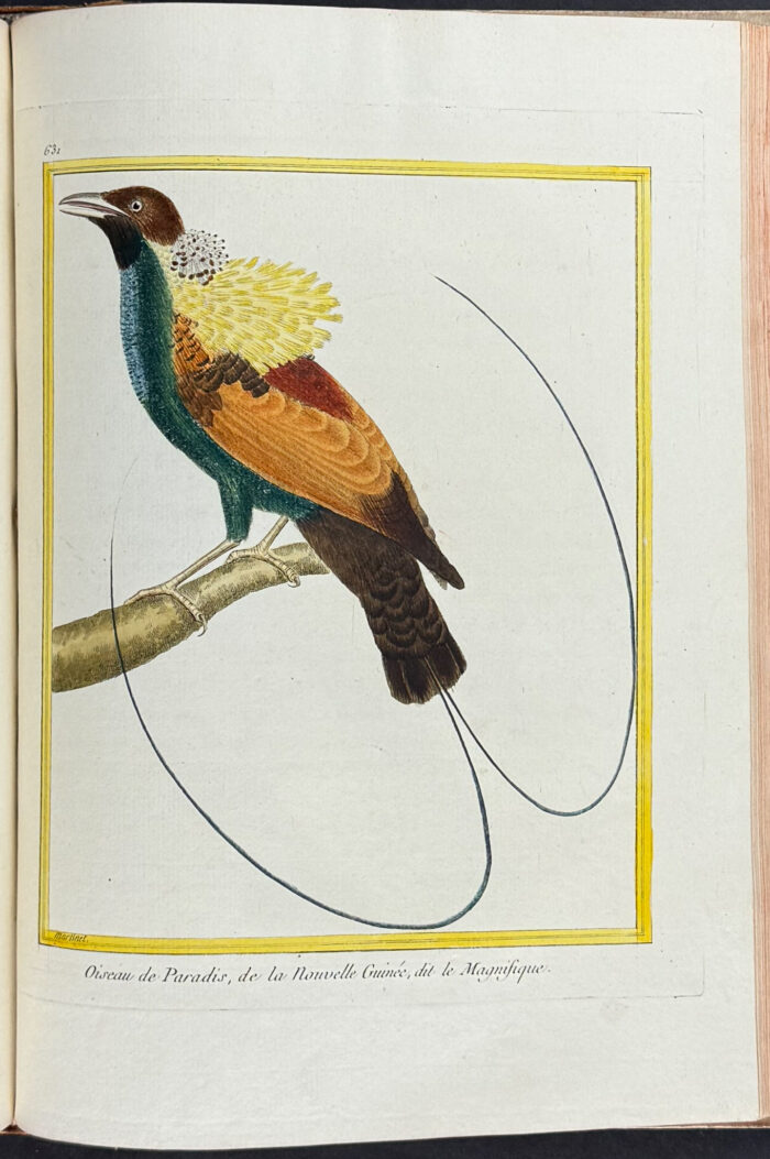 Martinet & Buffon's Histoire Naturelle des Oiseaux - 10 Volumes with 973 Originally Hand-colored Bird Engravings & Text - Image 18