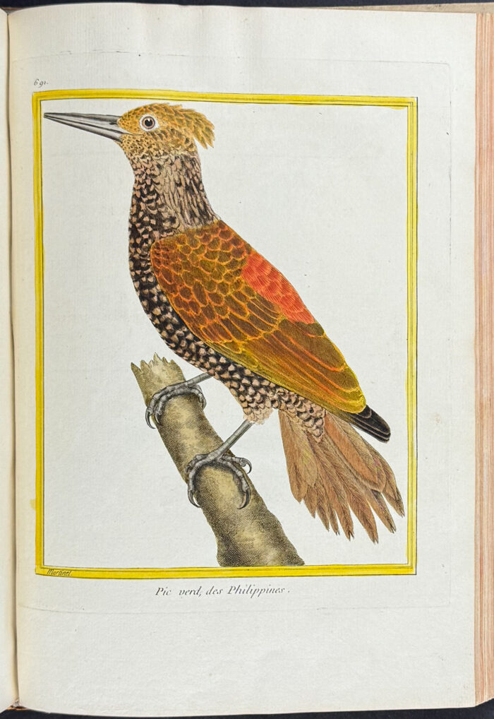 Martinet & Buffon's Histoire Naturelle des Oiseaux - 10 Volumes with 973 Originally Hand-colored Bird Engravings & Text - Image 19