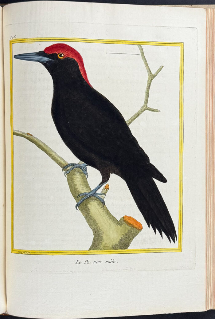 Martinet & Buffon's Histoire Naturelle des Oiseaux - 10 Volumes with 973 Originally Hand-colored Bird Engravings & Text - Image 20