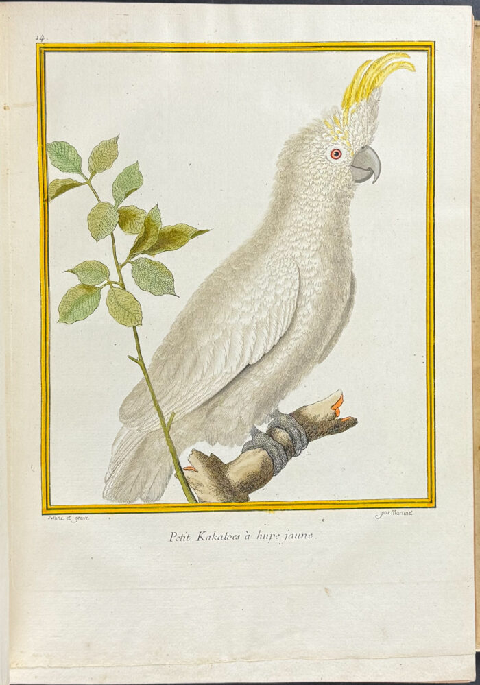 Martinet & Buffon's Histoire Naturelle des Oiseaux - 10 Volumes with 973 Originally Hand-colored Bird Engravings & Text - Image 21