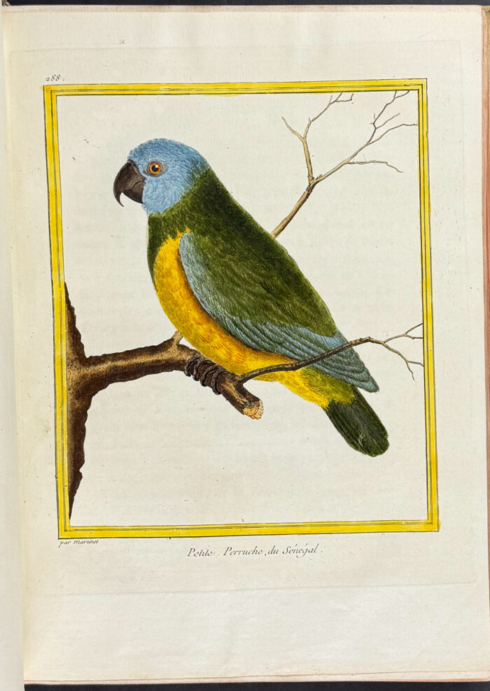 Martinet & Buffon's Histoire Naturelle des Oiseaux - 10 Volumes with 973 Originally Hand-colored Bird Engravings & Text - Image 26
