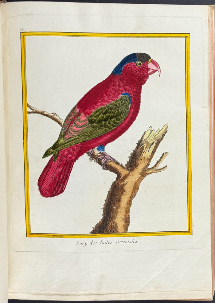 Martinet & Buffon's Histoire Naturelle des Oiseaux - 10 Volumes with 973 Originally Hand-colored Bird Engravings & Text - Image 27