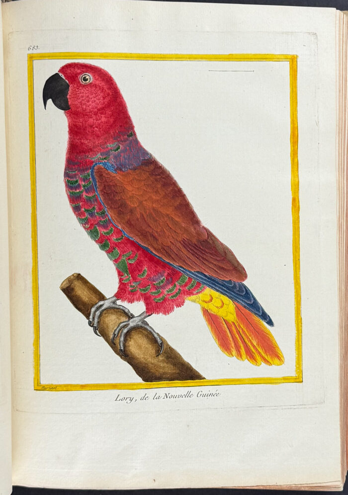 Martinet & Buffon's Histoire Naturelle des Oiseaux - 10 Volumes with 973 Originally Hand-colored Bird Engravings & Text - Image 28