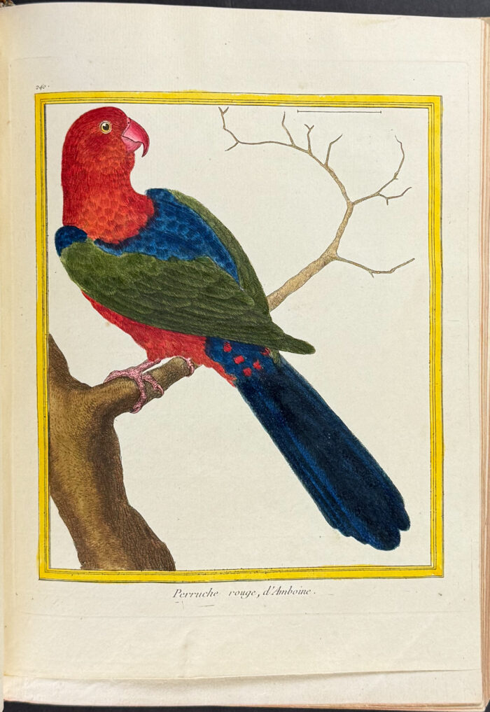 Martinet & Buffon's Histoire Naturelle des Oiseaux - 10 Volumes with 973 Originally Hand-colored Bird Engravings & Text - Image 29