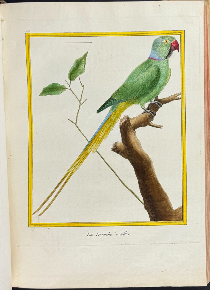 Martinet & Buffon's Histoire Naturelle des Oiseaux - 10 Volumes with 973 Originally Hand-colored Bird Engravings & Text - Image 30