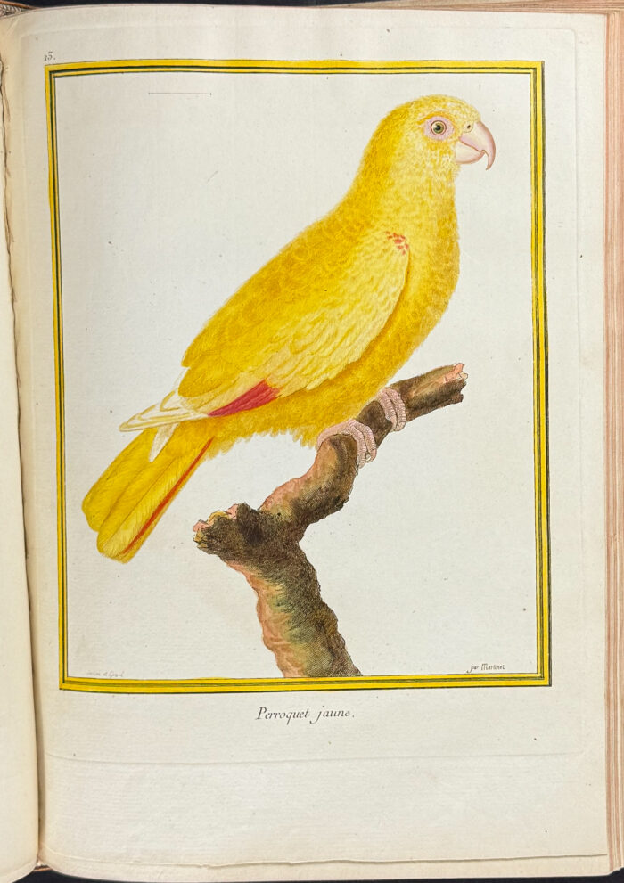 Martinet & Buffon's Histoire Naturelle des Oiseaux - 10 Volumes with 973 Originally Hand-colored Bird Engravings & Text - Image 31