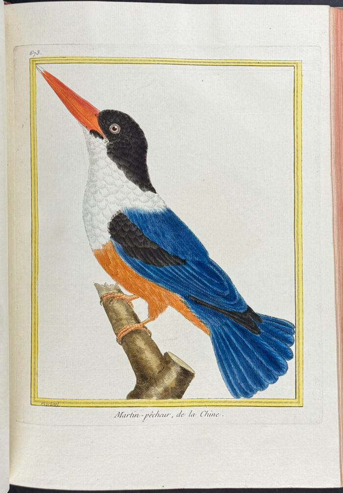 Martinet & Buffon's Histoire Naturelle des Oiseaux - 10 Volumes with 973 Originally Hand-colored Bird Engravings & Text - Image 32