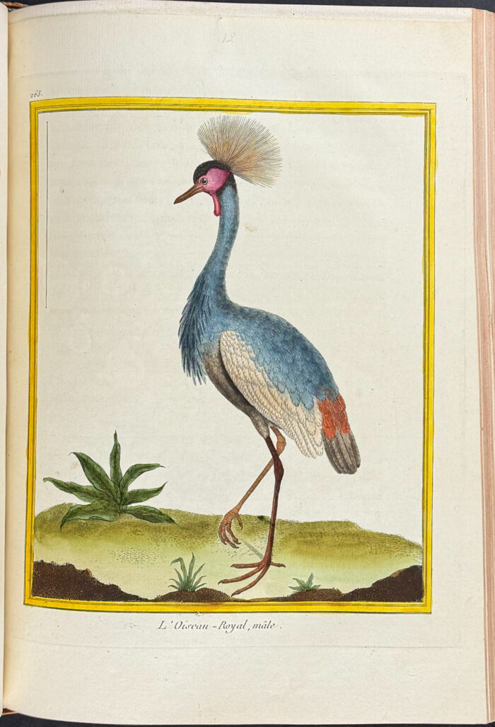 Martinet & Buffon's Histoire Naturelle des Oiseaux - 10 Volumes with 973 Originally Hand-colored Bird Engravings & Text - Image 33