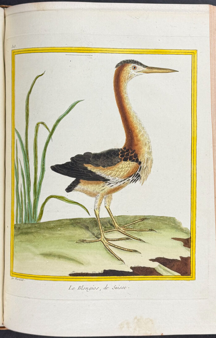 Martinet & Buffon's Histoire Naturelle des Oiseaux - 10 Volumes with 973 Originally Hand-colored Bird Engravings & Text - Image 34