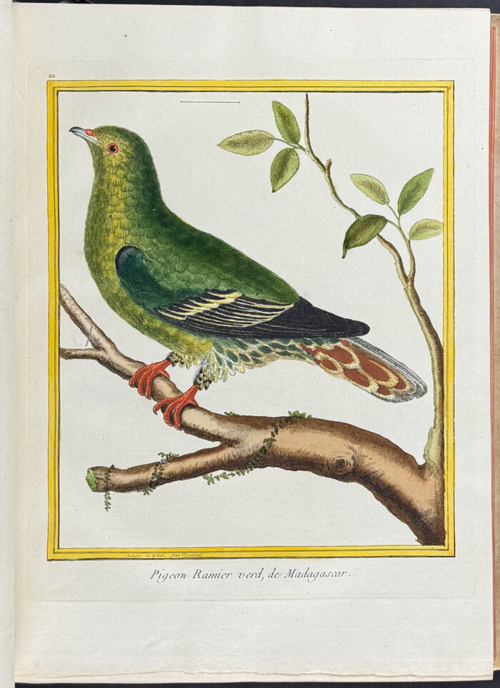 Martinet & Buffon's Histoire Naturelle des Oiseaux - 10 Volumes with 973 Originally Hand-colored Bird Engravings & Text - Image 37
