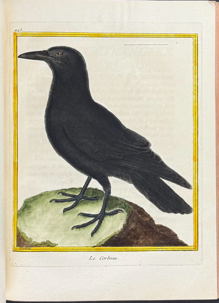 Martinet & Buffon's Histoire Naturelle des Oiseaux - 10 Volumes with 973 Originally Hand-colored Bird Engravings & Text - Image 39