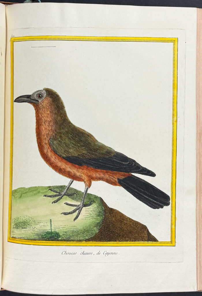 Martinet & Buffon's Histoire Naturelle des Oiseaux - 10 Volumes with 973 Originally Hand-colored Bird Engravings & Text - Image 40