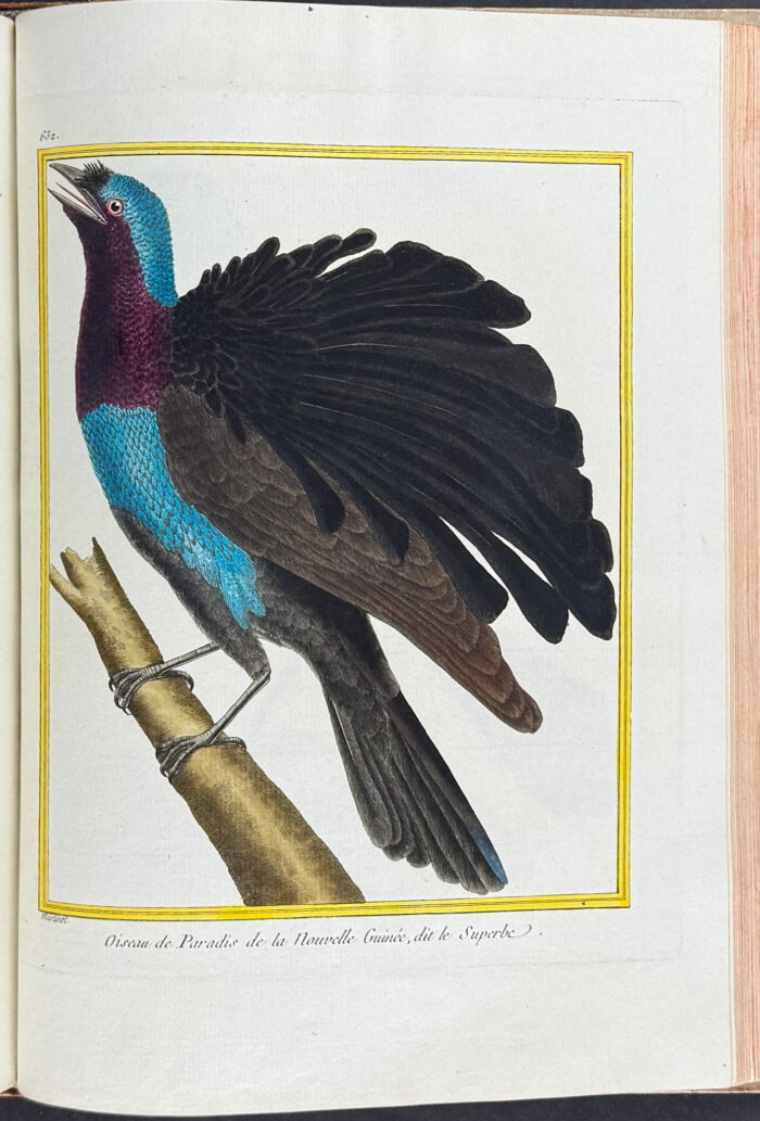 Martinet & Buffon's Histoire Naturelle des Oiseaux - 10 Volumes with 973 Originally Hand-colored Bird Engravings & Text - Image 42