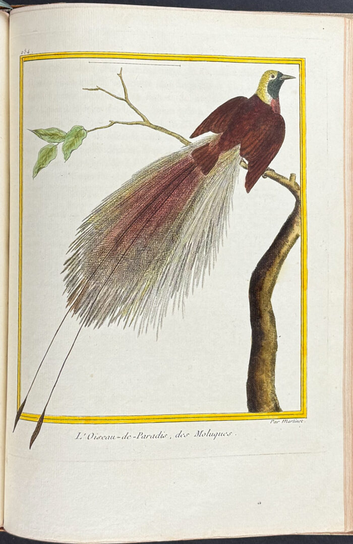 Martinet & Buffon's Histoire Naturelle des Oiseaux - 10 Volumes with 973 Originally Hand-colored Bird Engravings & Text - Image 43