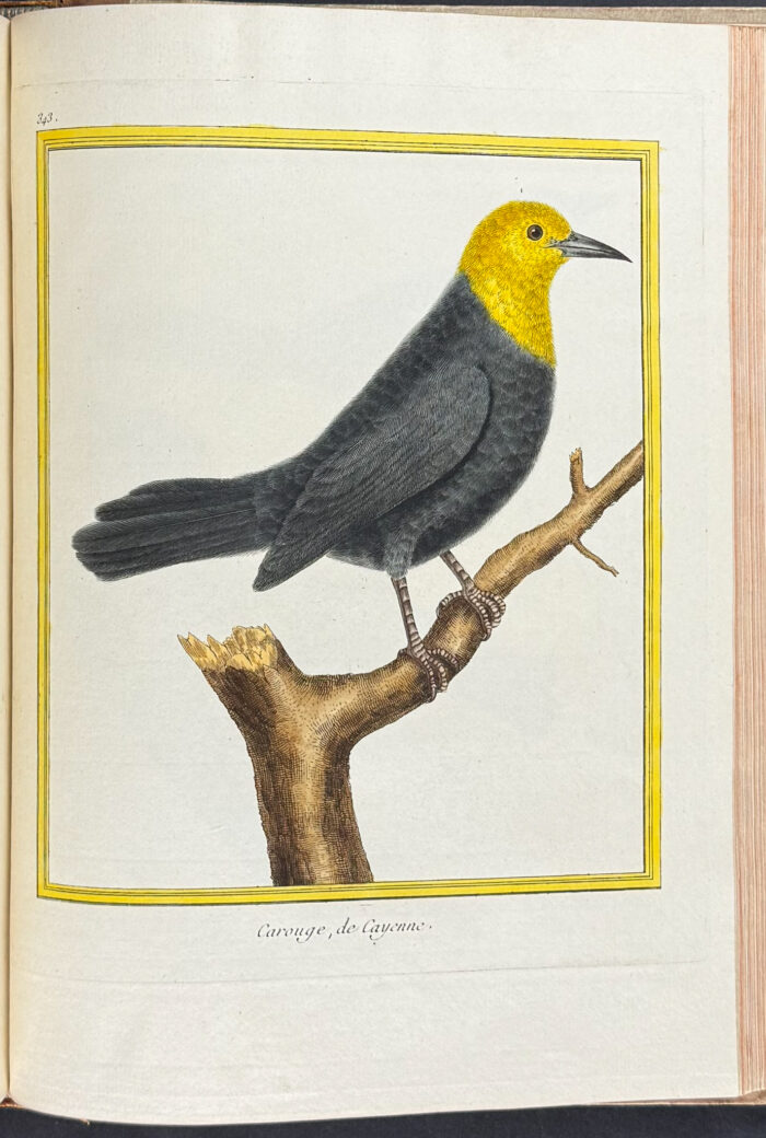 Martinet & Buffon's Histoire Naturelle des Oiseaux - 10 Volumes with 973 Originally Hand-colored Bird Engravings & Text - Image 44