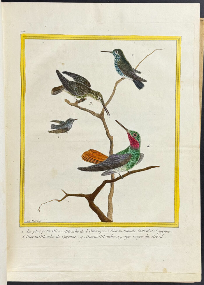 Martinet & Buffon's Histoire Naturelle des Oiseaux - 10 Volumes with 973 Originally Hand-colored Bird Engravings & Text - Image 45