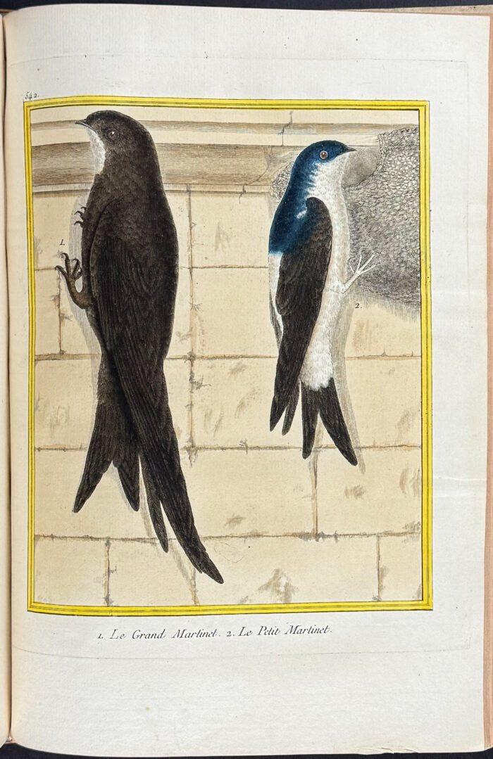 Martinet & Buffon's Histoire Naturelle des Oiseaux - 10 Volumes with 973 Originally Hand-colored Bird Engravings & Text - Image 46