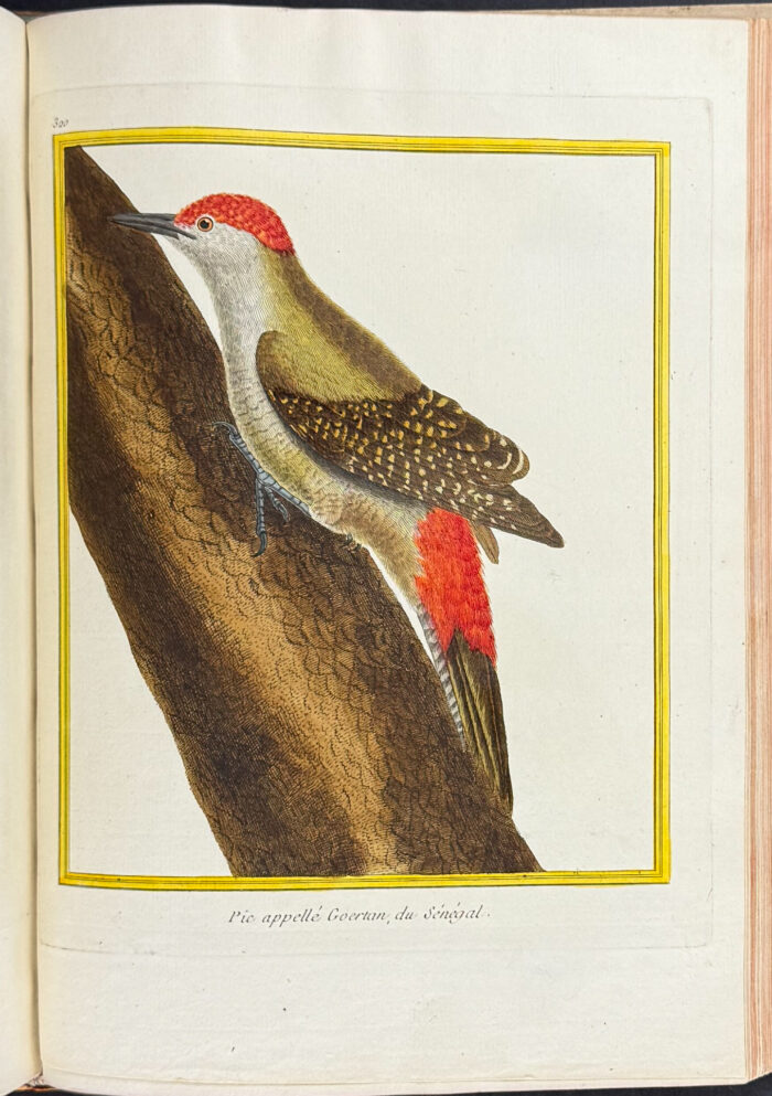 Martinet & Buffon's Histoire Naturelle des Oiseaux - 10 Volumes with 973 Originally Hand-colored Bird Engravings & Text - Image 47