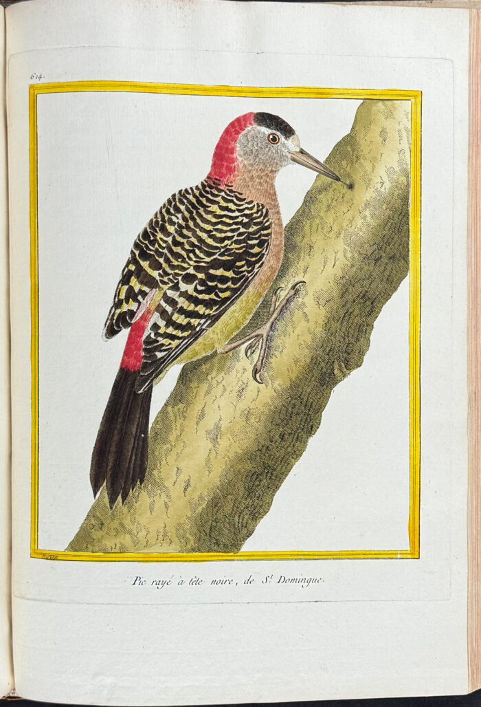 Martinet & Buffon's Histoire Naturelle des Oiseaux - 10 Volumes with 973 Originally Hand-colored Bird Engravings & Text - Image 48