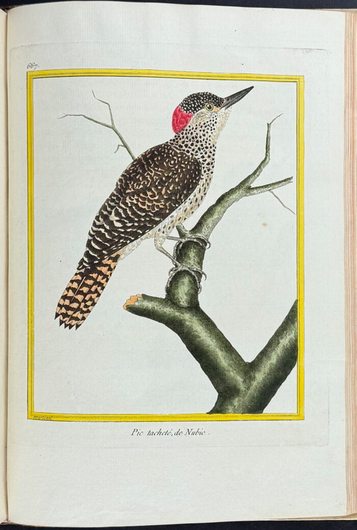Martinet & Buffon's Histoire Naturelle des Oiseaux - 10 Volumes with 973 Originally Hand-colored Bird Engravings & Text - Image 49