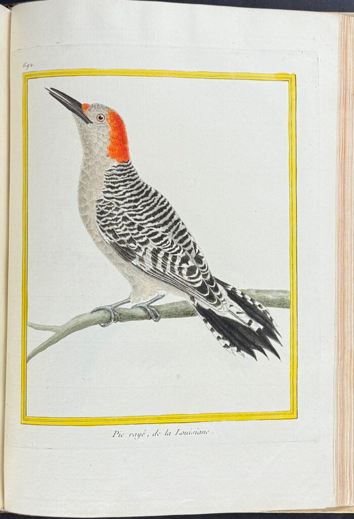 Martinet & Buffon's Histoire Naturelle des Oiseaux - 10 Volumes with 973 Originally Hand-colored Bird Engravings & Text - Image 51