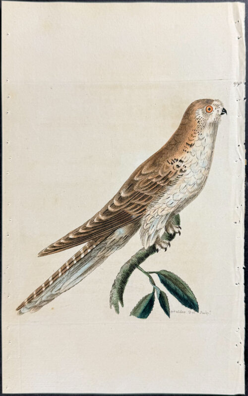 Gravure Ancienne 1783 Shaw & Nodder - Perruche à Tête Violette - Colorée à La Main - Rare