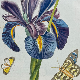 Butterflies, etc