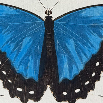 Butterflies, etc