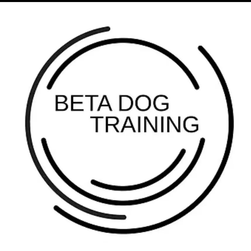 @betadogtraining TikTok profile avatar